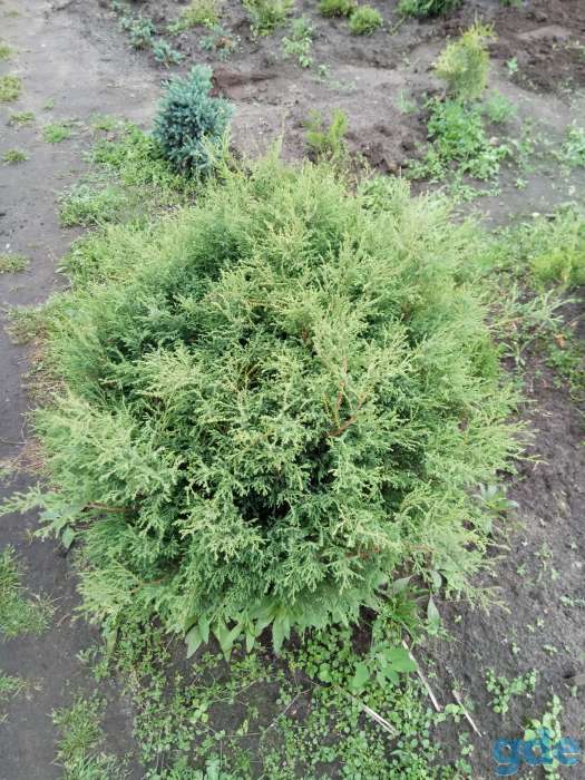Продам туя, можевельник, кипарисовик, декоративные кусты., фотография 8