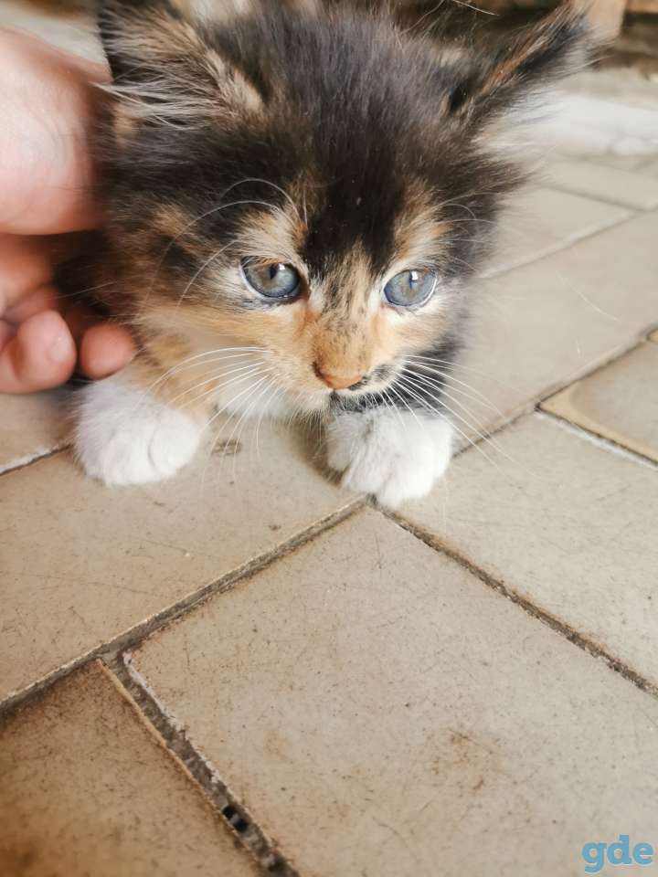 Котята в хорошие руки, фотография 5