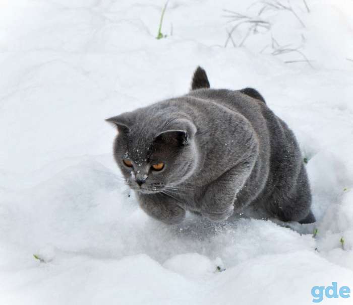 Кот  Мартин.  Вязка, фотография 2