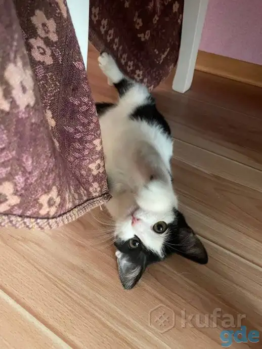 Сделайте свой дом теплее с милым котенком! ♥, фотография 1