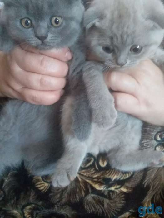Продам шотоандских вислоухих котят, фотография 4