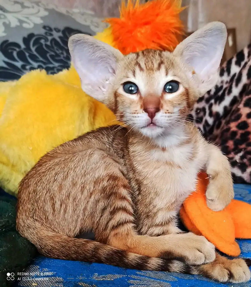Ориентальные котята. Ушастое счастье, фотография 3