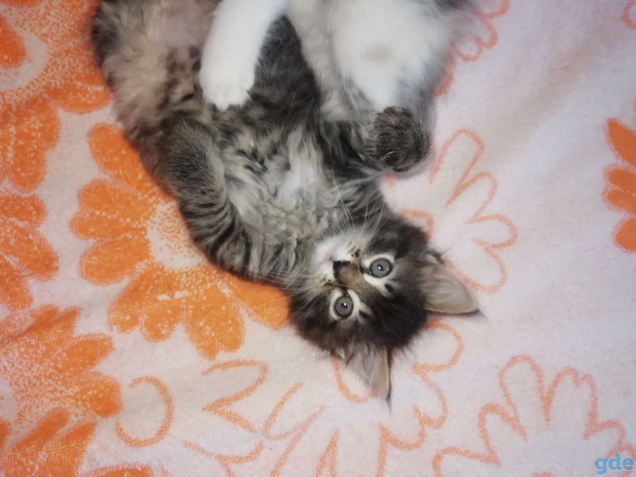 Котята, фотография 2