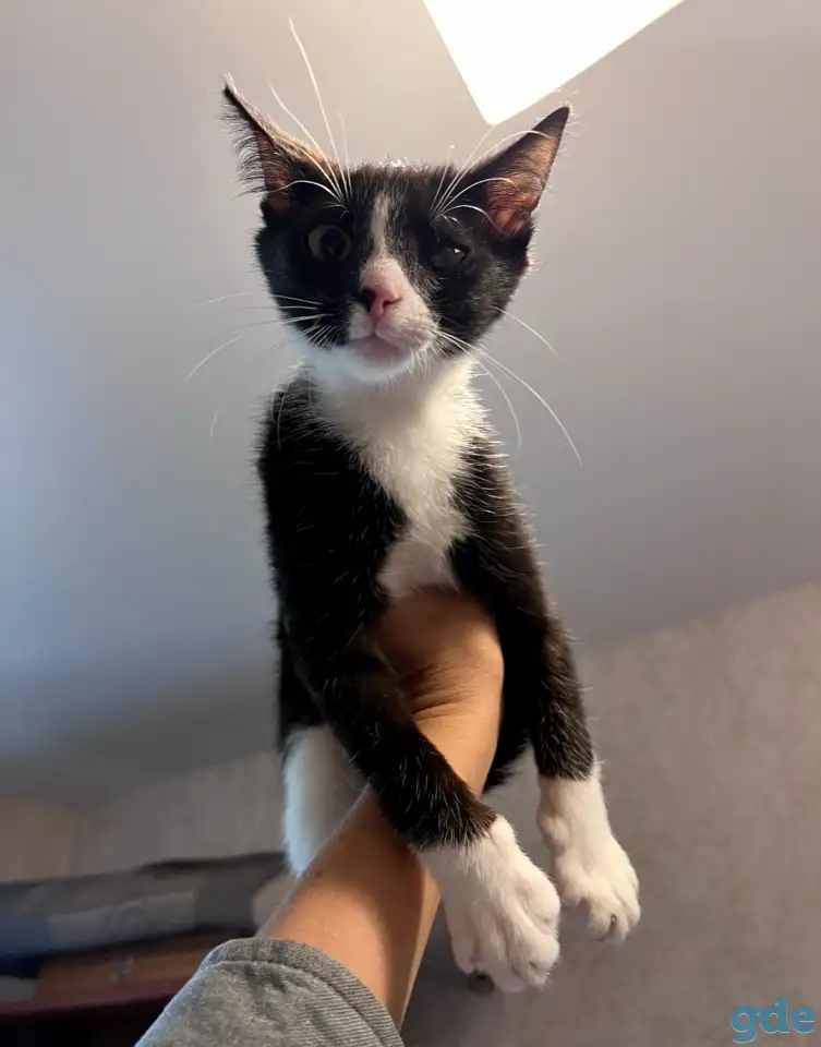 Котёнок в добрые руки, фотография 1