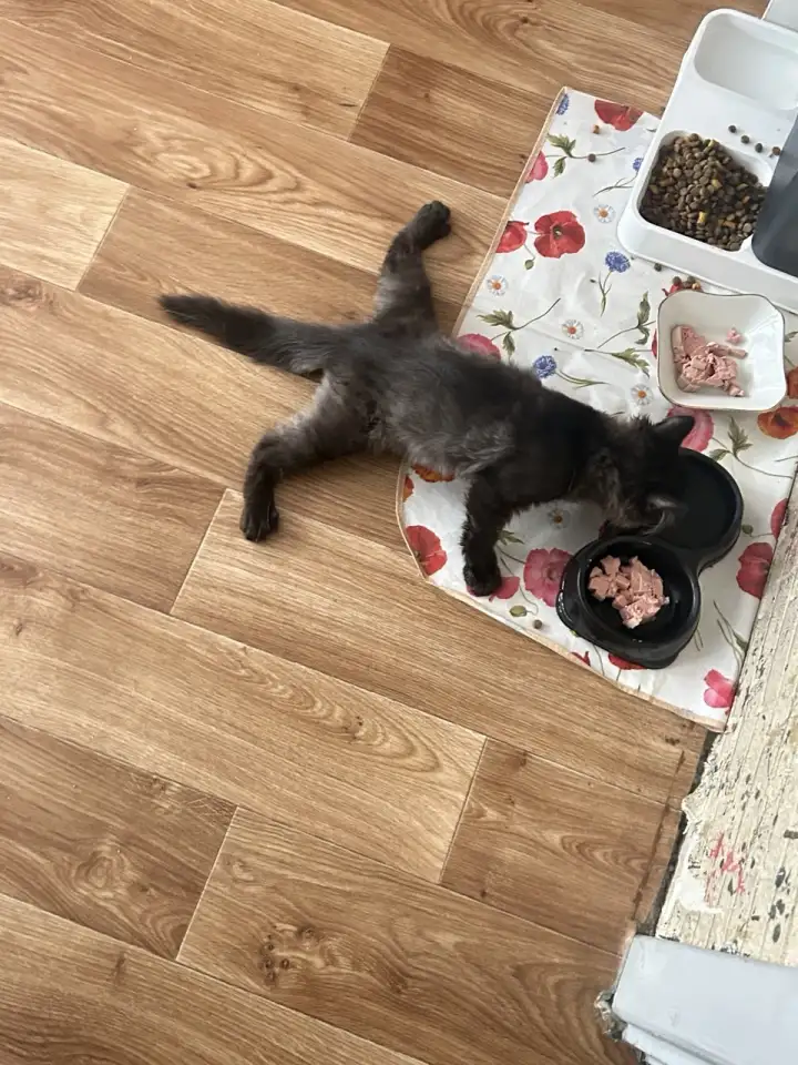 Котенок в вестибюлярным синдромом, фотография 1