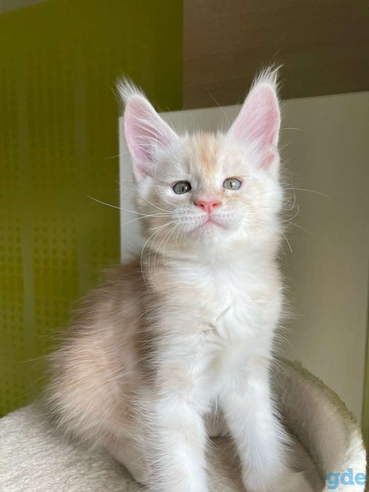 Продается котик мейн-кун, фотография 1