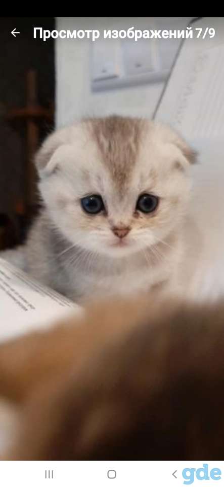 Котята, фотография 7