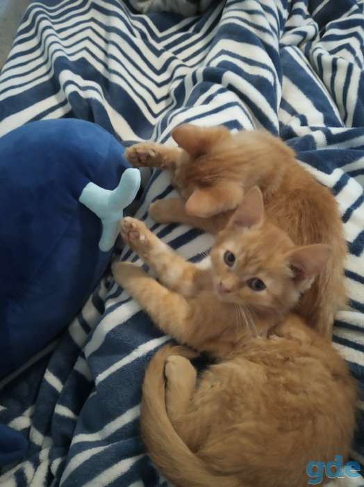Котята в хорошие руки, фотография 5