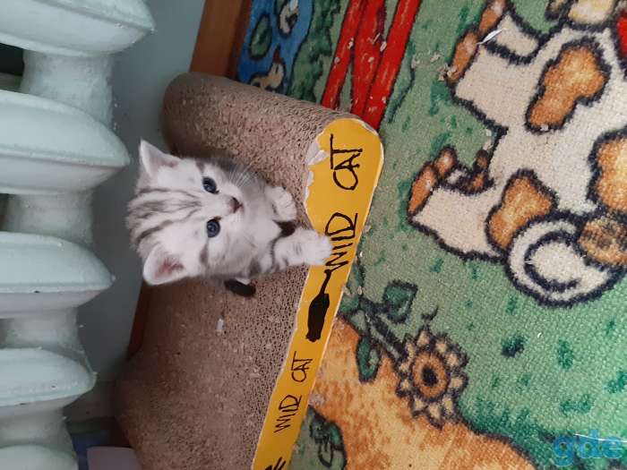 Шотландские котята, фотография 7