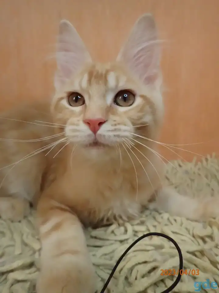 Мейн Кун, фотография 4
