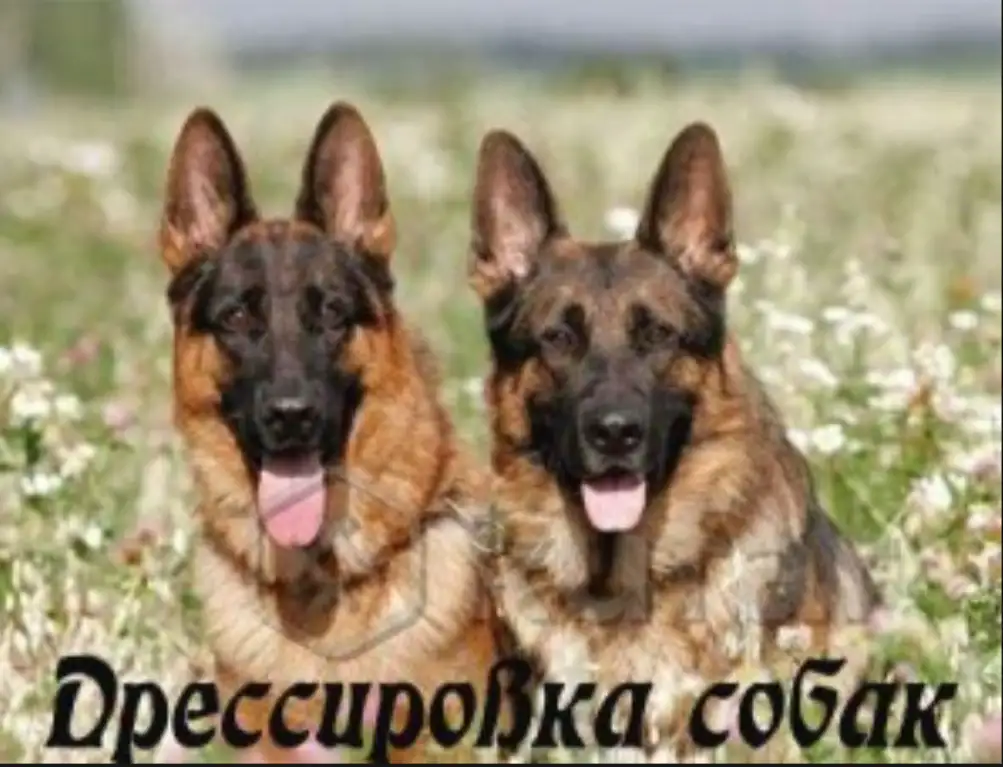 Дрессировка собак любых пород с выездом, фотография 1