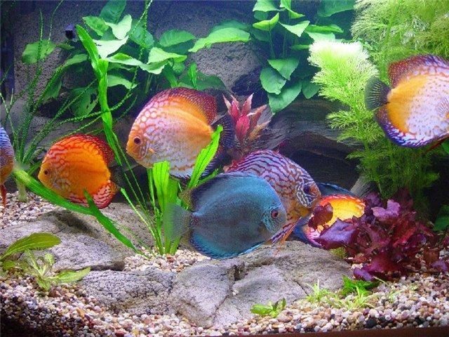 Продам аквариум фэн-шуй  для привлечения  денежной  удачи, фотография 6