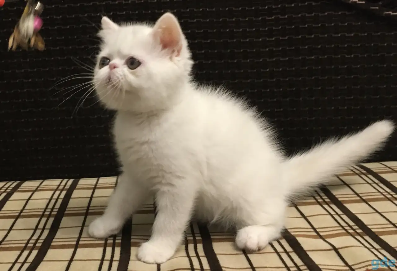 Белый экзотический котенок, фотография 1