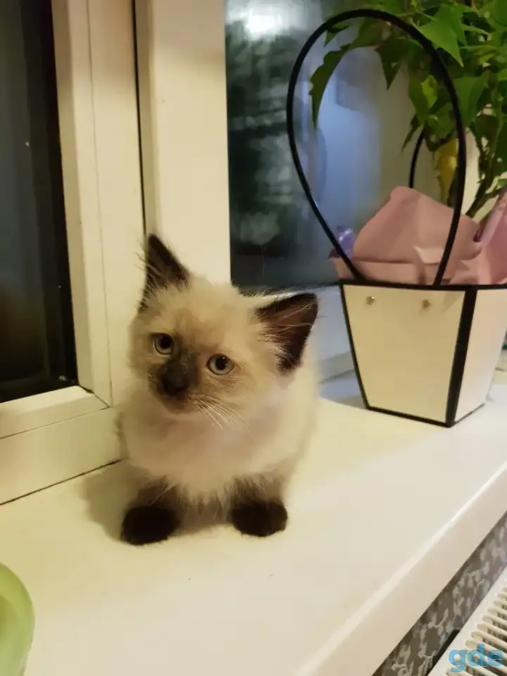 Котенок породы Невская маскарадная, фотография 2