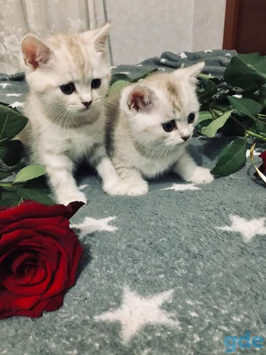 Котята, фотография 6