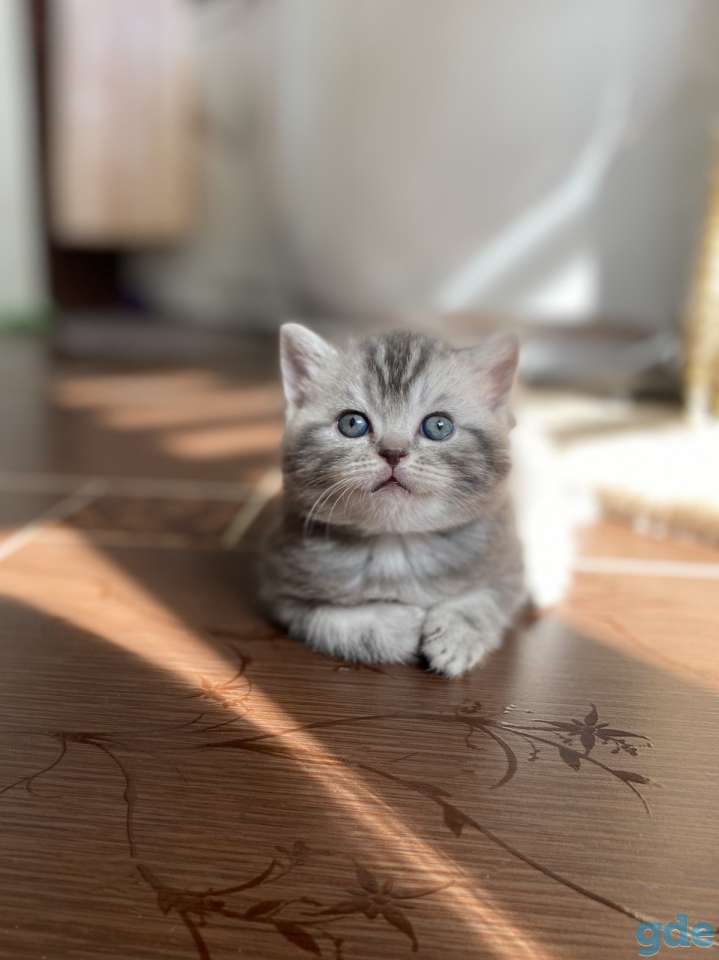 Шотландские котята, фотография 6