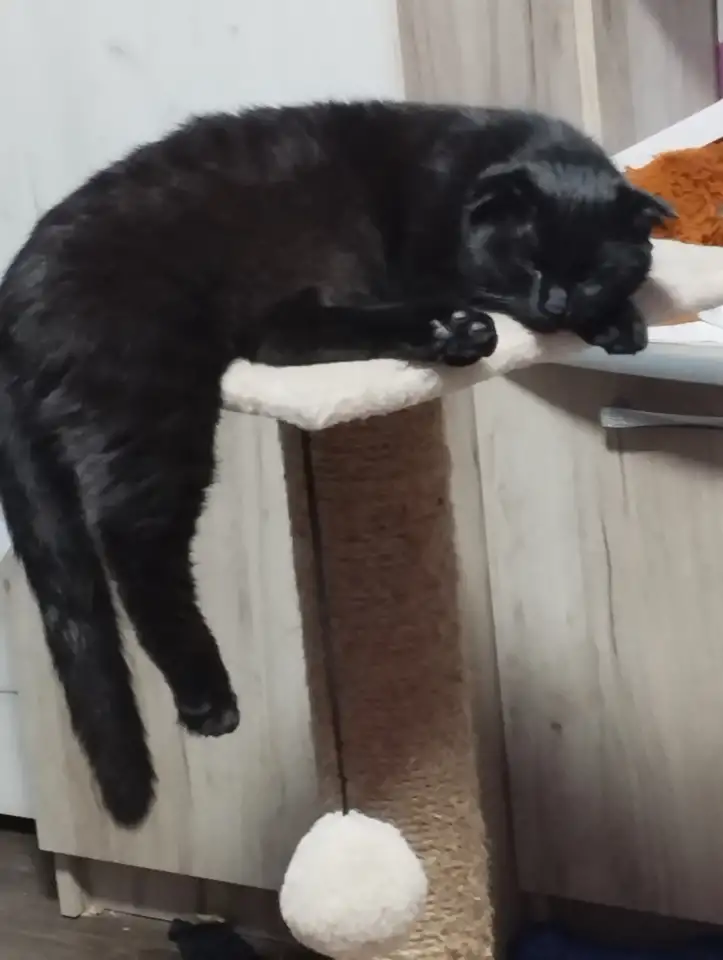 Шотландские котята, фотография 2