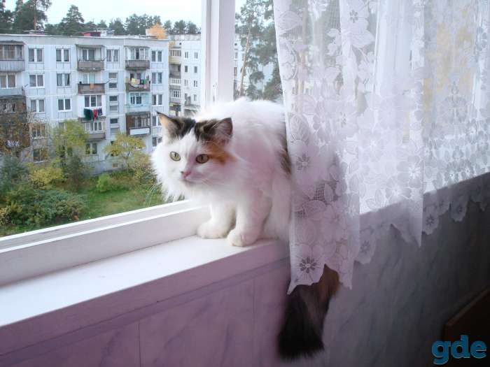 животные, фотография 1