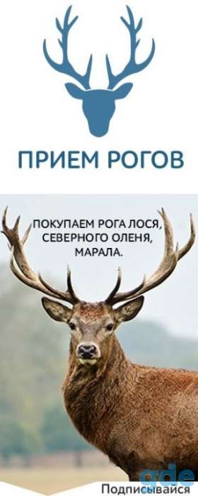 ПРОИЗВОДИМ ПРИЁМ СВЫЕЗДОМ НА ДОМ ПУХА-ПЕРА-ПОДУШКИ-ПЕРИНЫ-новые-б/у (и закупка рогов оленя и лося ), фотография 1