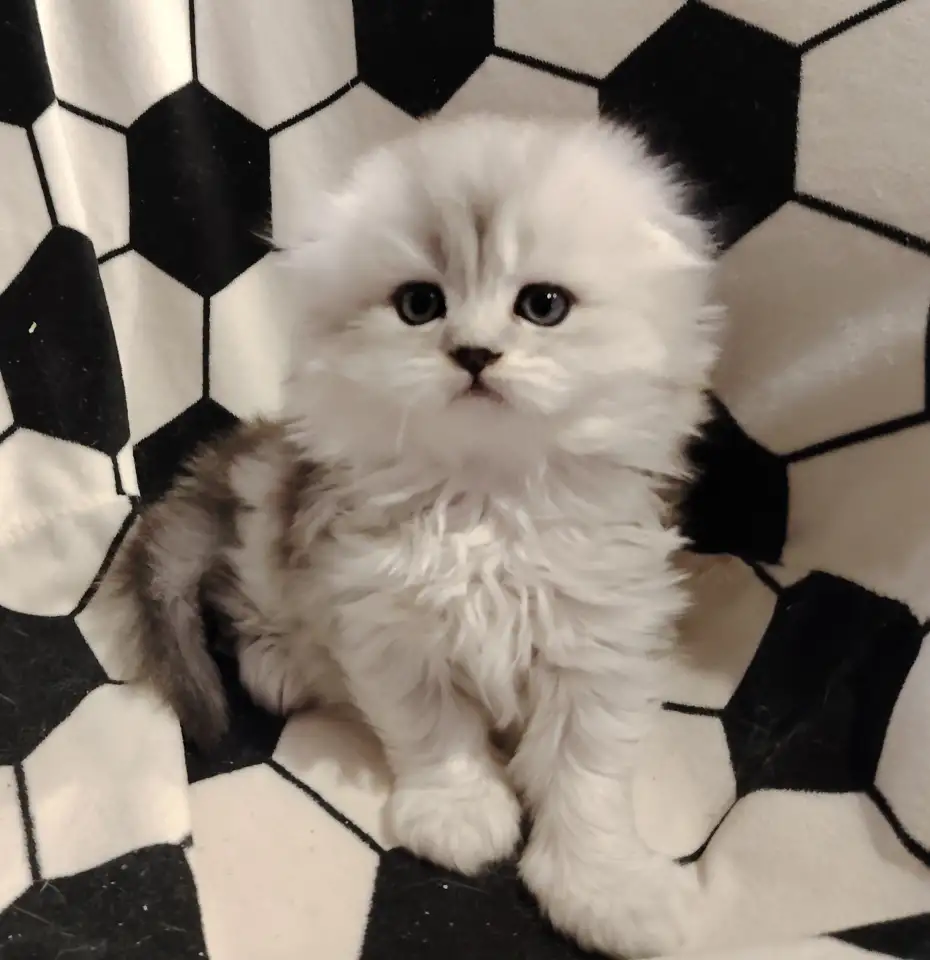 Породистые шотландские котята., фотография 3