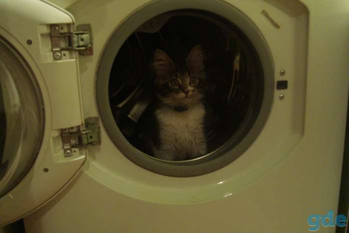 Котенок Мейн-кун, фотография 12