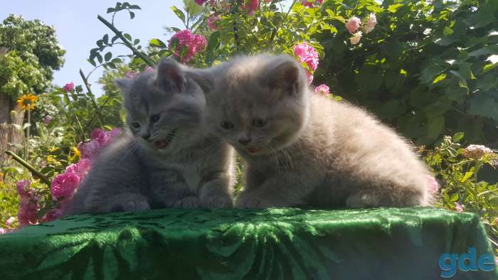 Питомник бенгальских и шотландских кошек., фотография 2
