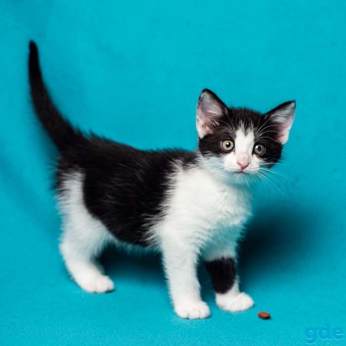 Котенок девочка 4 месяца даром., фотография 3