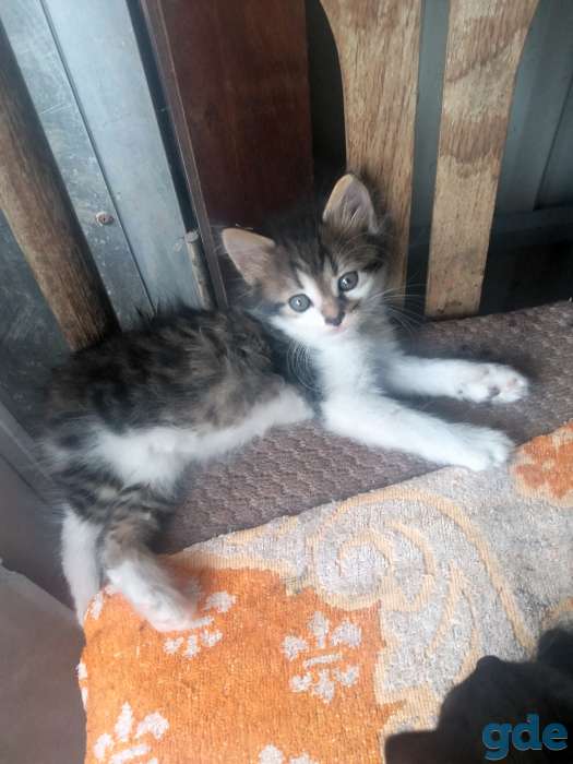 Котята в добрые руки!, фотография 4