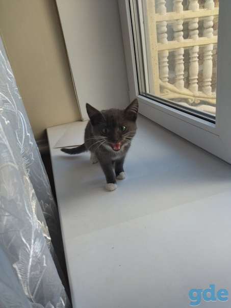 Котенок ищет дом или передержку срочно, фотография 1