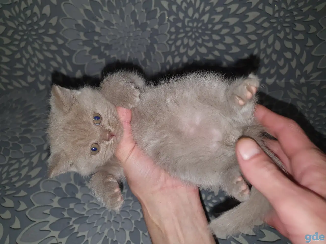 Продажа котят, фотография 7