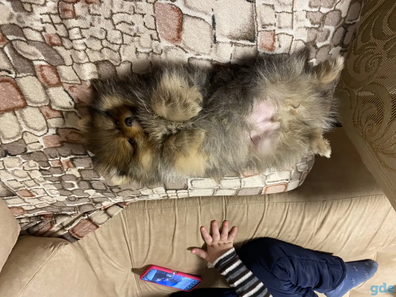Продажа померанских шпицев, фотография 2