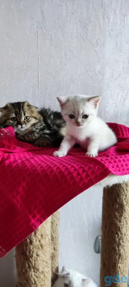 Шотландские котята с голубыми глазами, фотография 11