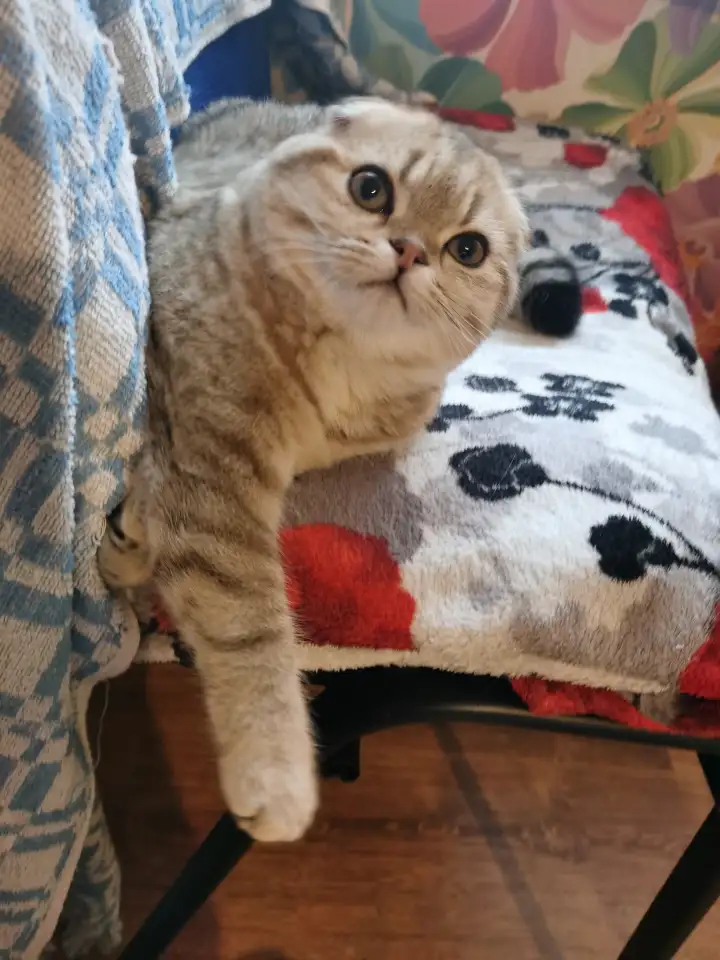 Продам котенка, фотография 2
