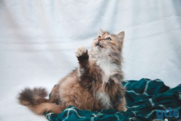 Кошечка ищет дом, фотография 2