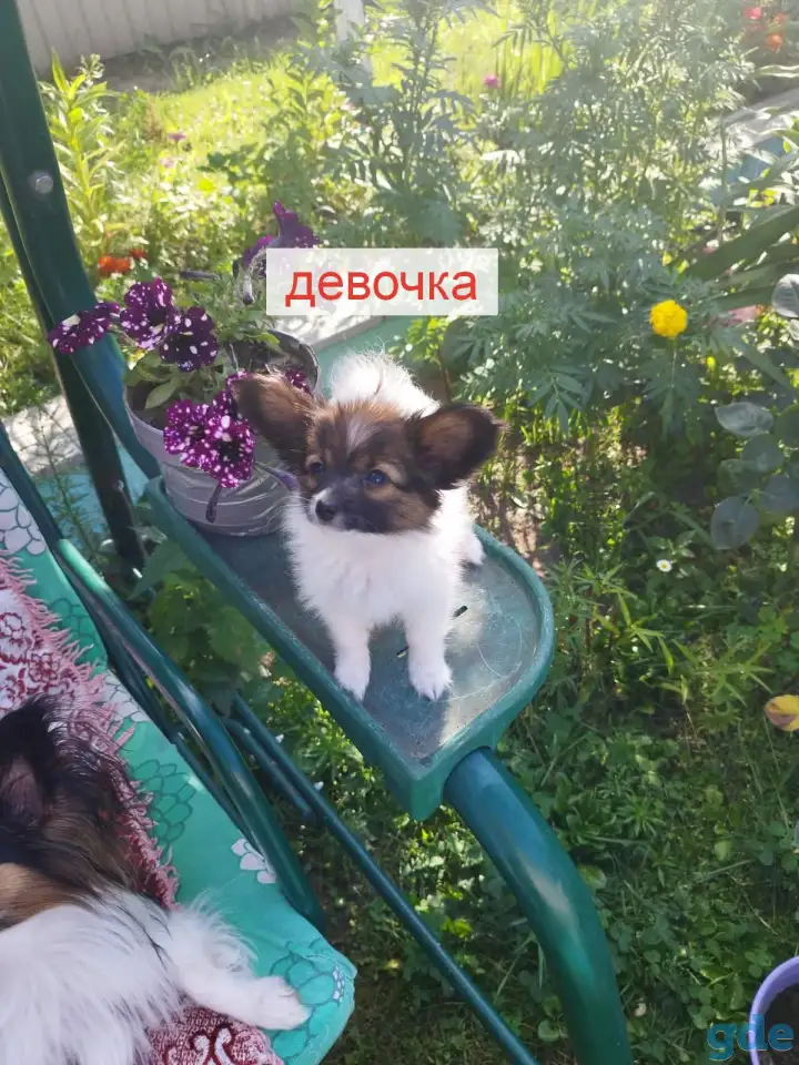 Щенки Папийон, фотография 2