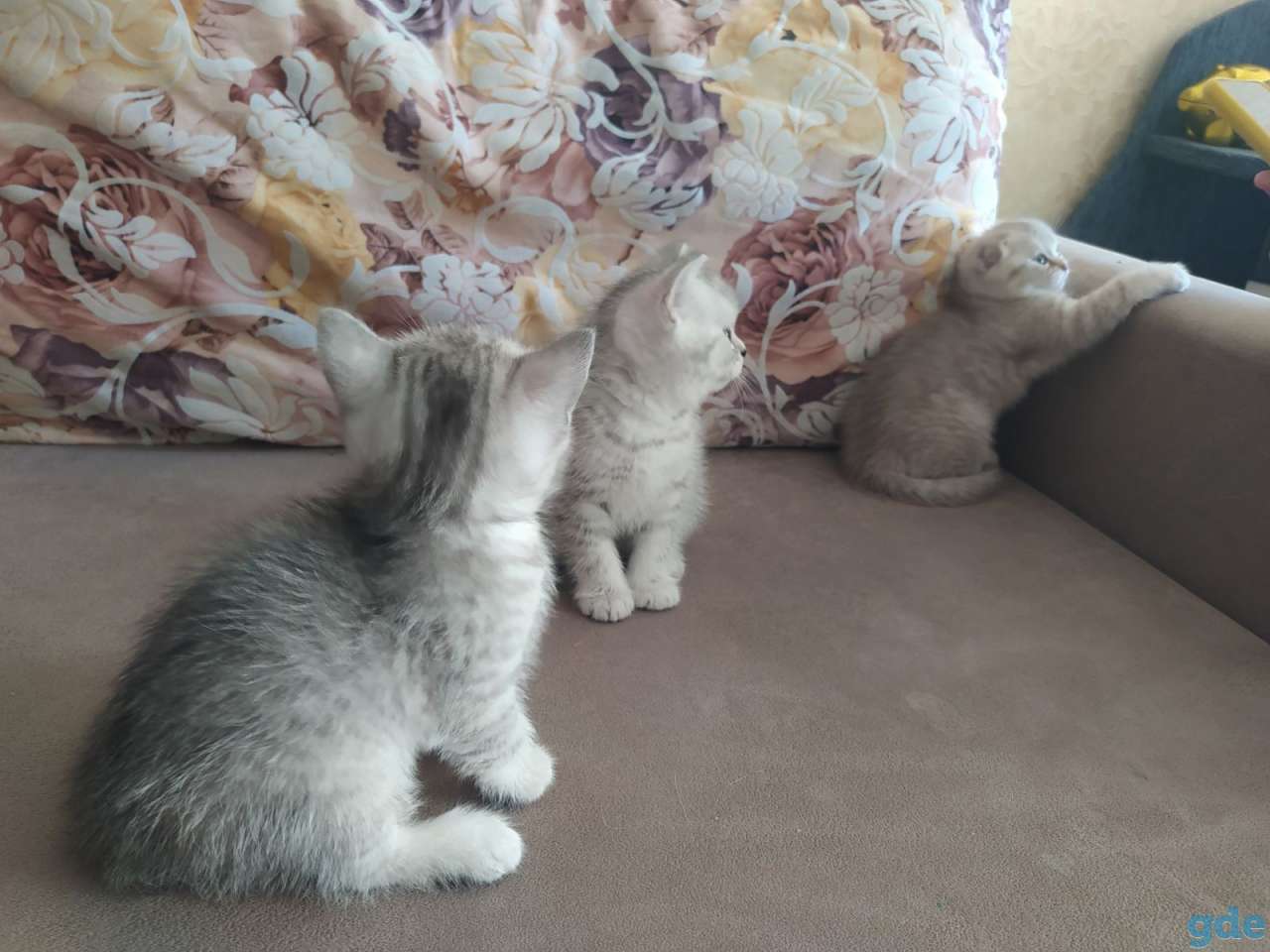 Шотландские вислоухие котята, фотография 3