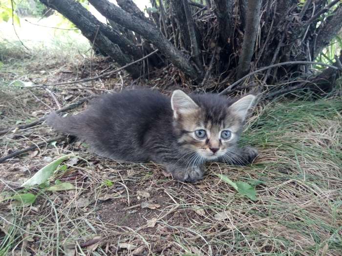 Котята даром!!, фотография 1