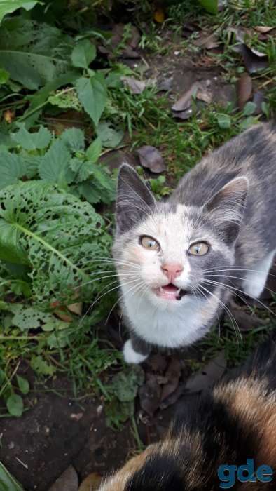 Отдам котяток в добрые руки, фотография 3