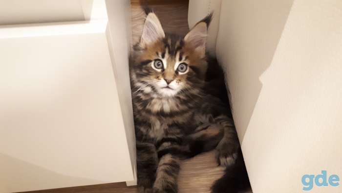 Котята мейн-кун 3 месяца, фотография 7