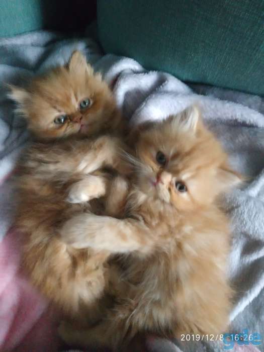 Персидские котята, фотография 3