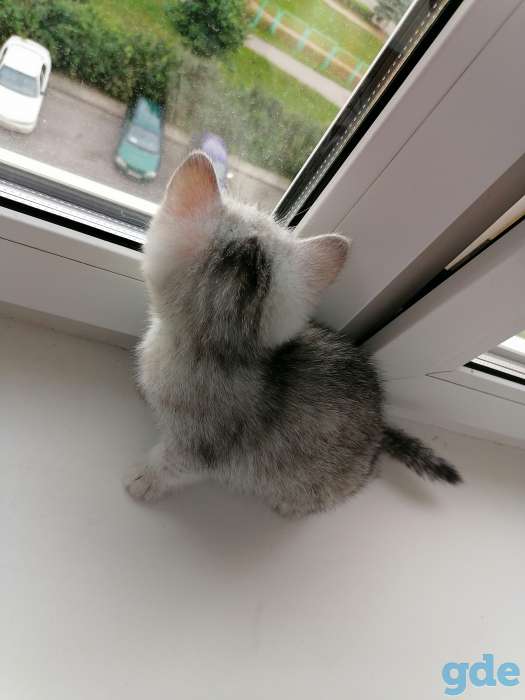 Котёнок, фотография 6