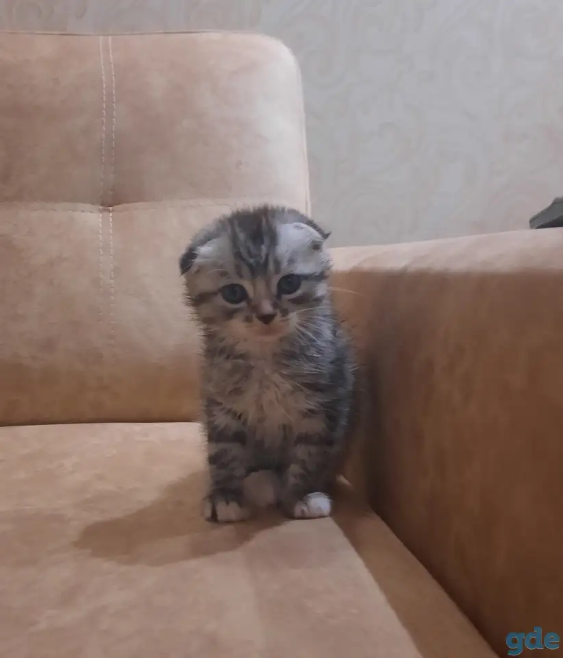 Котята шотландские, фотография 2