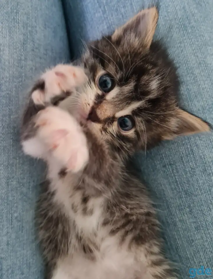 Котята ищут дом, фотография 2