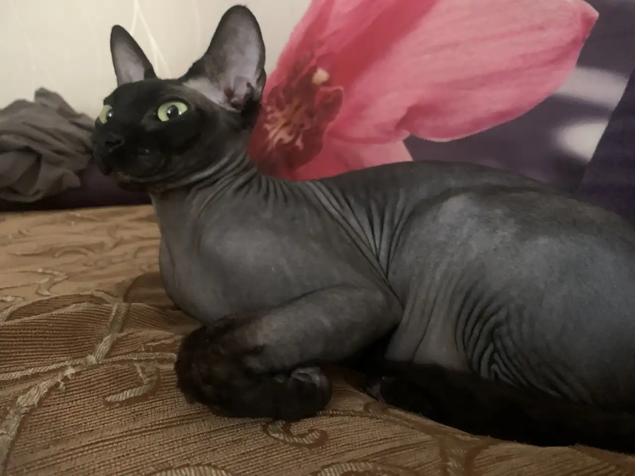 Отдам кота в хорошие руки, фотография 1