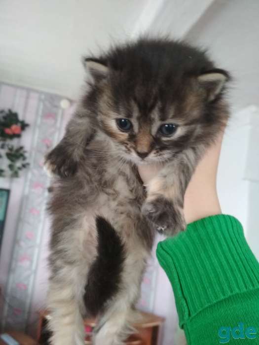 Отдам котят в хорошие руки!, фотография 5