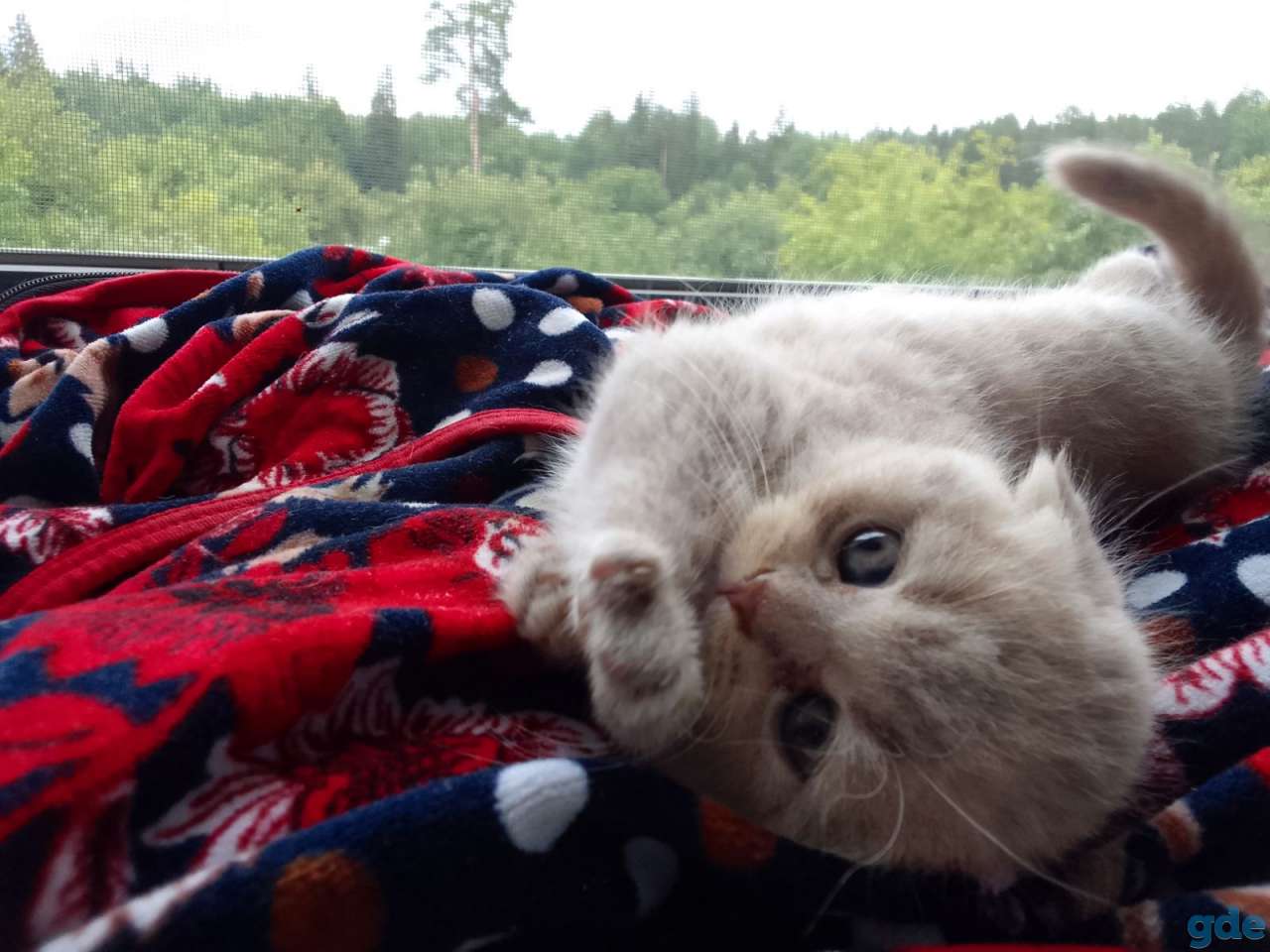 Шотландские котята, фотография 6