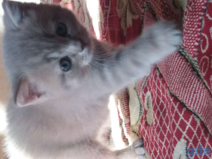 Котята, фотография 2