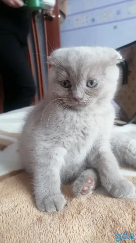 Шотландские вислоухие  котята, фотография 5