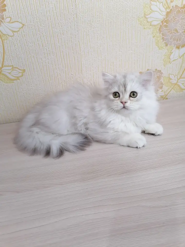 Британский котёнок, фотография 2