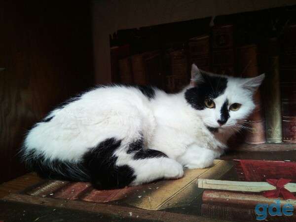 Кошечка в добрые руки, фотография 1